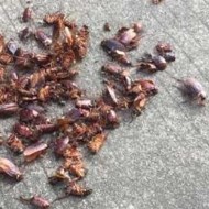 天氣變冷蟑螂都藏到哪去了呢？